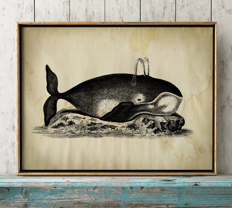 Aged WHALE Poster, Whale Print, Marine Decor, Nautical Art, Seal Life, Marine Life Print, Beach Home, Coastal theme, unframed wall art image 1