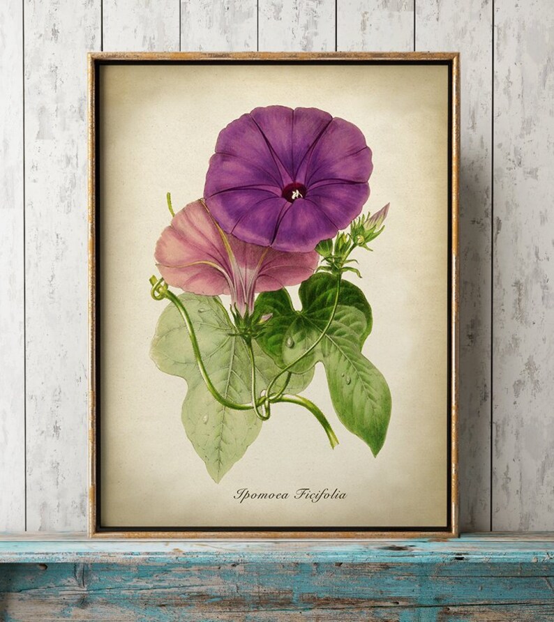 May include: A framed botanical print featuring a detailed illustration of morning glory flowers. The artwork showcases a large, vibrant purple flower and a smaller pink bloom, with green leaves and the scientific name "Ipomoea Ficifolia" at the bottom.