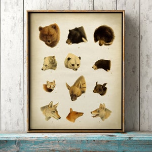 Animal heads poster, animal heads print, mammals poster, bear, hyena, wolf, fox, panda bear, scientific illustration, Fast Track Shipping