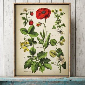 May include: Vintage botanical print in a gold frame, showcasing a red poppy, strawberries, and other plants. The illustration includes botanical names and is presented in a classic, detailed style. The artwork is framed in a gold-colored frame.