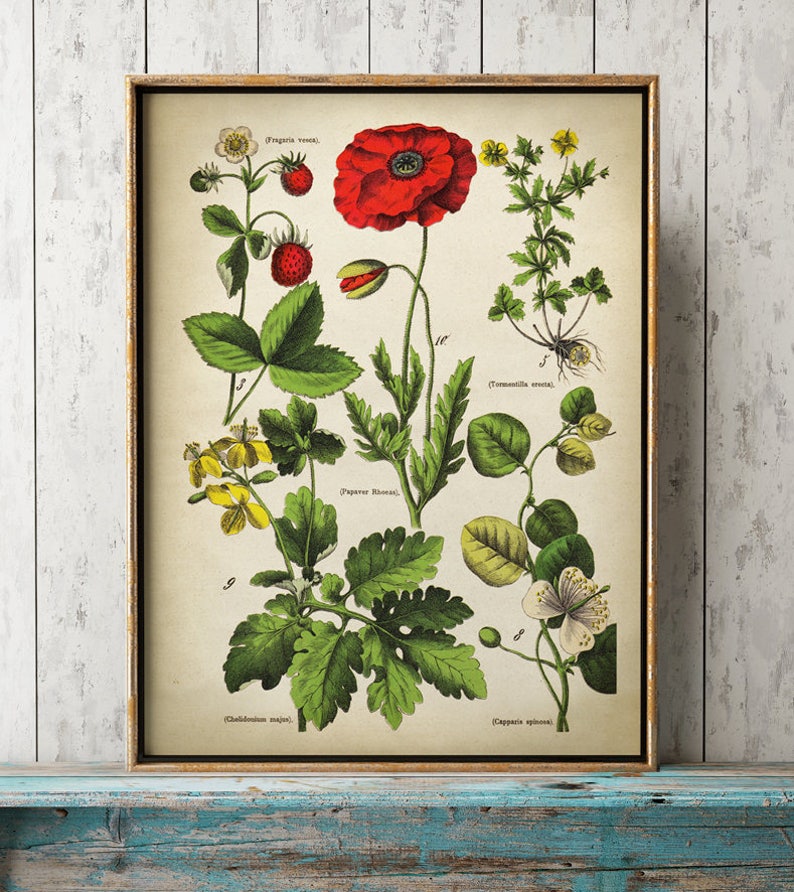 May include: Vintage botanical print in a gold frame, showcasing a red poppy, strawberries, and other plants. The illustration includes botanical names and is presented in a classic, detailed style. The artwork is framed in a gold-colored frame.