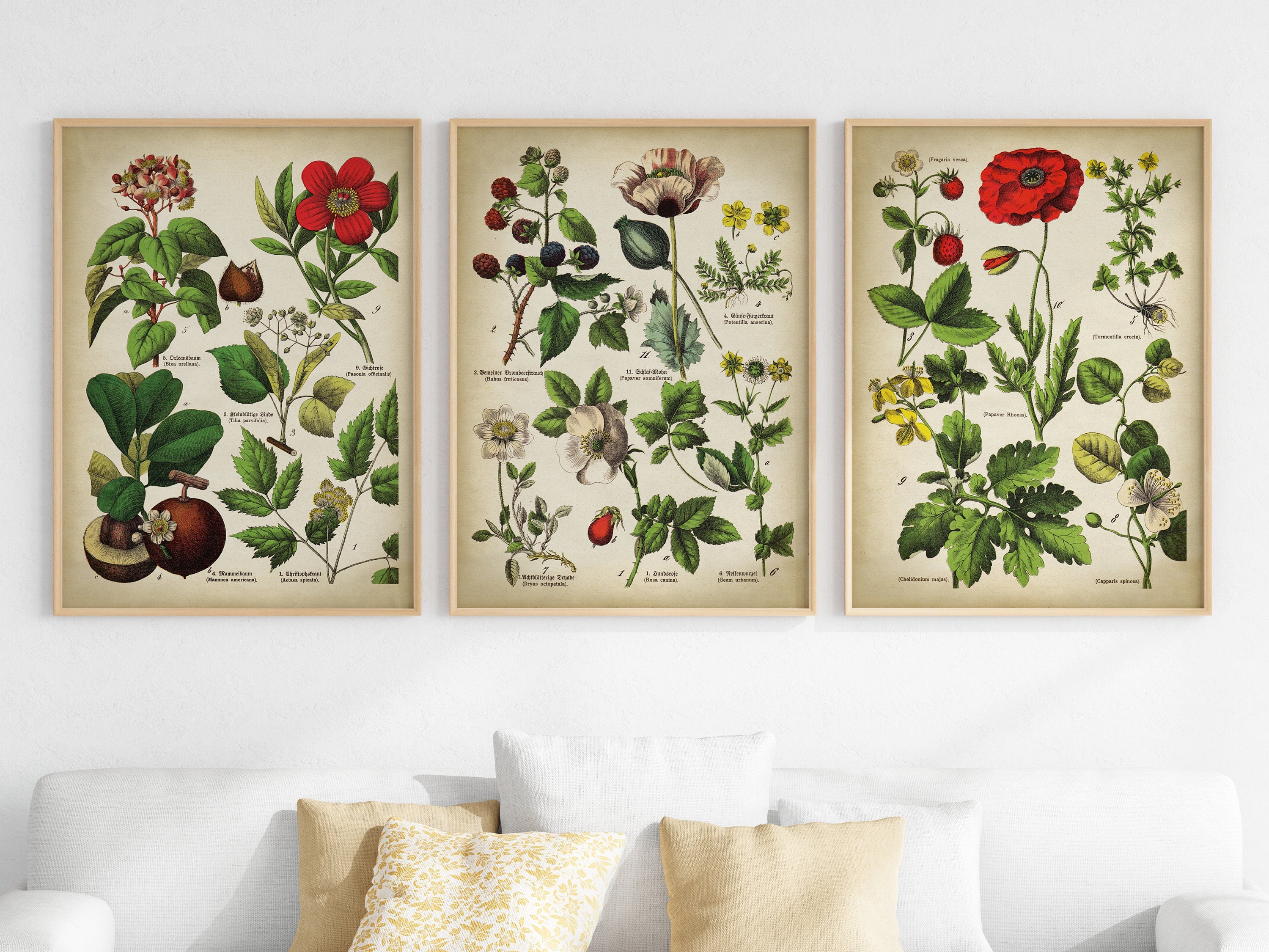 Botanical Print Set of 3 Mix and Match Vintage Flower Posters - Etsy
