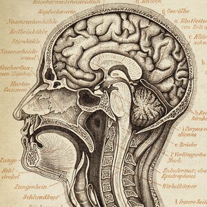 Puede incluir: Una ilustraci&oacute;n anat&oacute;mica detallada de la cabeza y el cuello humanos, que muestra el cerebro, el cr&aacute;neo y la m&eacute;dula espinal. La imagen est&aacute; en blanco y negro y presenta etiquetas en alem&aacute;n.
