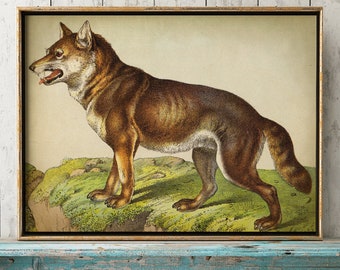 Impressão de lobo vintage: arte de história natural de animais selvagens