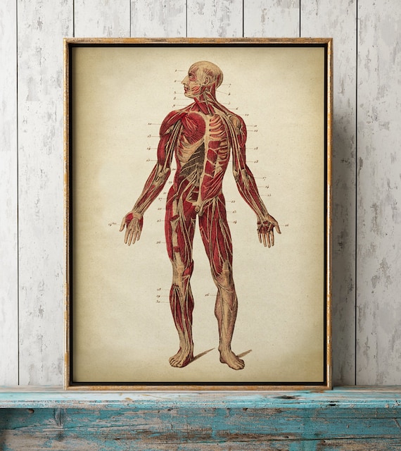 Анатомический плакат. Плакат анатомия человека. Постеры по анатомии. Старые плакаты по анатомии. Постер анатомия человека.