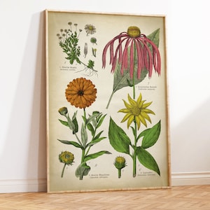 Cartaz botânico, impressão de plantas medicinais e flores, impressão botânica, gráfico botânico, calêndula, ruddles, camomila, camomila