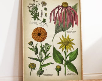 Botanical poster, medicinal plants and flowers print, botanical print, botanical chart, pot marigold, ruddles, camomile, chamomile