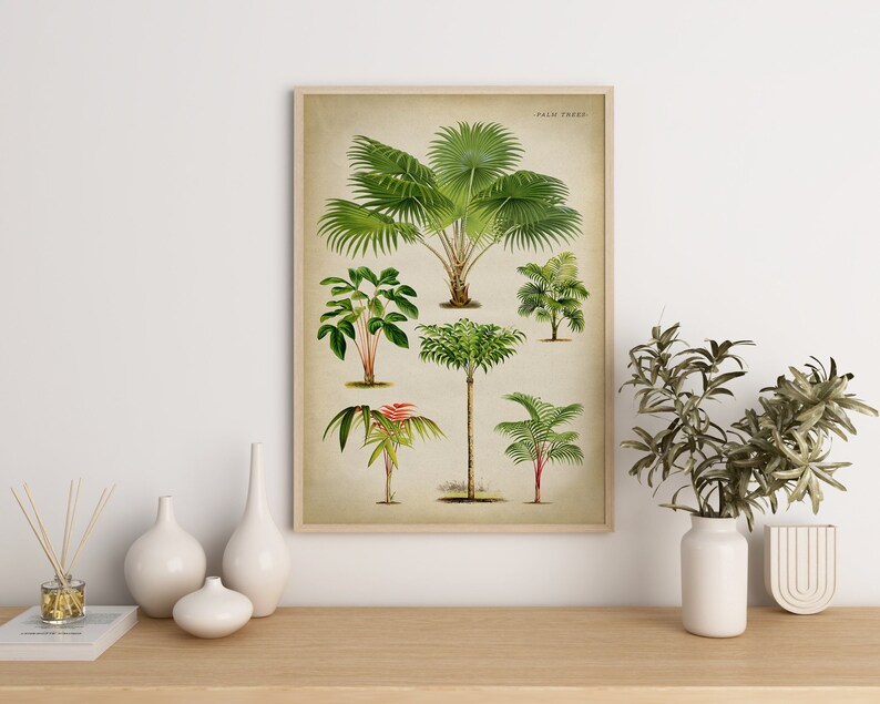Puede incluir: Una ilustraci&oacute;n bot&aacute;nica vintage de varios palmeras, incluyendo una palmera alta con un tronco grueso y hojas grandes de color verde, una palmera m&aacute;s peque&ntilde;a con un tronco m&aacute;s delgado y hojas m&aacute;s peque&ntilde;as, y una palmera con un solo tronco largo y delgado. La ilustraci&oacute;n est&aacute; enmarcada en un marco de madera claro y est&aacute; colgada en una pared blanca.