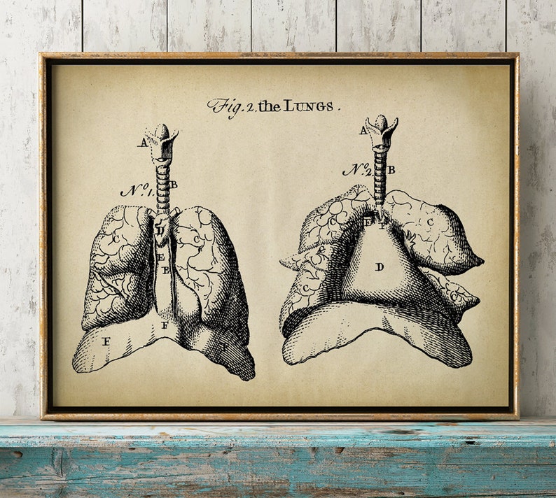 Puede incluir: Una ilustraci&oacute;n anat&oacute;mica vintage de los pulmones, etiquetada con letras y n&uacute;meros. La imagen est&aacute; en blanco y negro y tiene un fondo beige.
