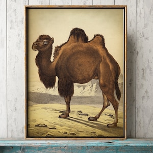 CAMEL Print, Camel Poster, Old World Animal, Asiatic Fauna, Asian Fauna Illustration, Desert Animal, Natural history Art Fast Track Shipping