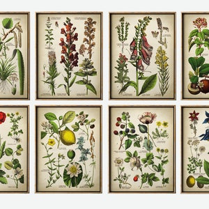 May include: Twelve framed botanical prints displaying detailed illustrations of diverse flowers and plants. The prints have a vintage aesthetic with a cream background and brown frames, ideal for those interested in botany.