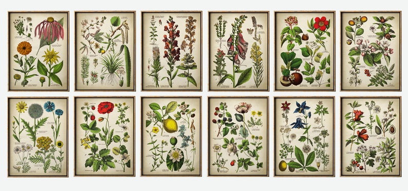 May include: Twelve framed botanical prints displaying detailed illustrations of diverse flowers and plants. The prints have a vintage aesthetic with a cream background and brown frames, ideal for those interested in botany.
