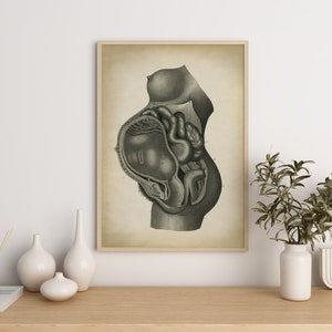 Pregnancy Anatomy Print, Fetus Vintage Anatomy Poster, Pregnant Medical Wall Art, Mom Anatomy Poster, Scientific Anatomy Print, image 6