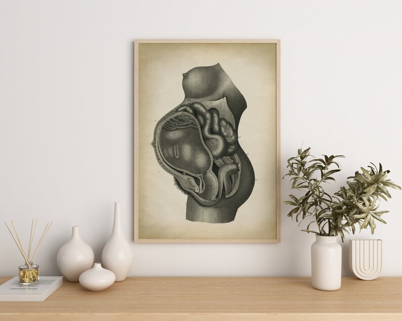 Pregnancy Anatomy Print, Fetus Vintage Anatomy Poster, Pregnant Medical Wall Art, Mom Anatomy Poster, Scientific Anatomy Print, image 6