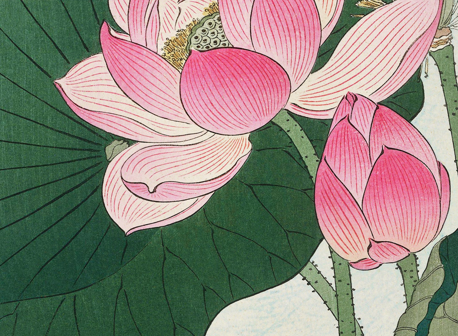 Japanese Lily Art Print Botanical Japanese Illustration Etsy