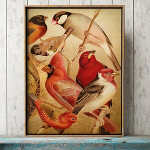 Stampa UCCELLI ESOTICI, Poster di uccelli, Stampa di uccelli esotici, Illustrazione di uccelli, Arte della parete, Immagine di uccelli, Arte di uccelli multicolori, Uccelli canori