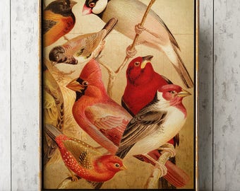 Stampa Giclée di uccelli esotici: illustrazione di uccelli canterini multicolori