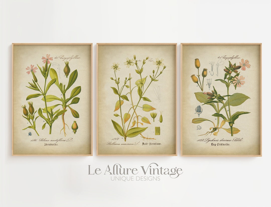 Vintage Botanical Print Set of 3: Floral Wall Art - Etsy
