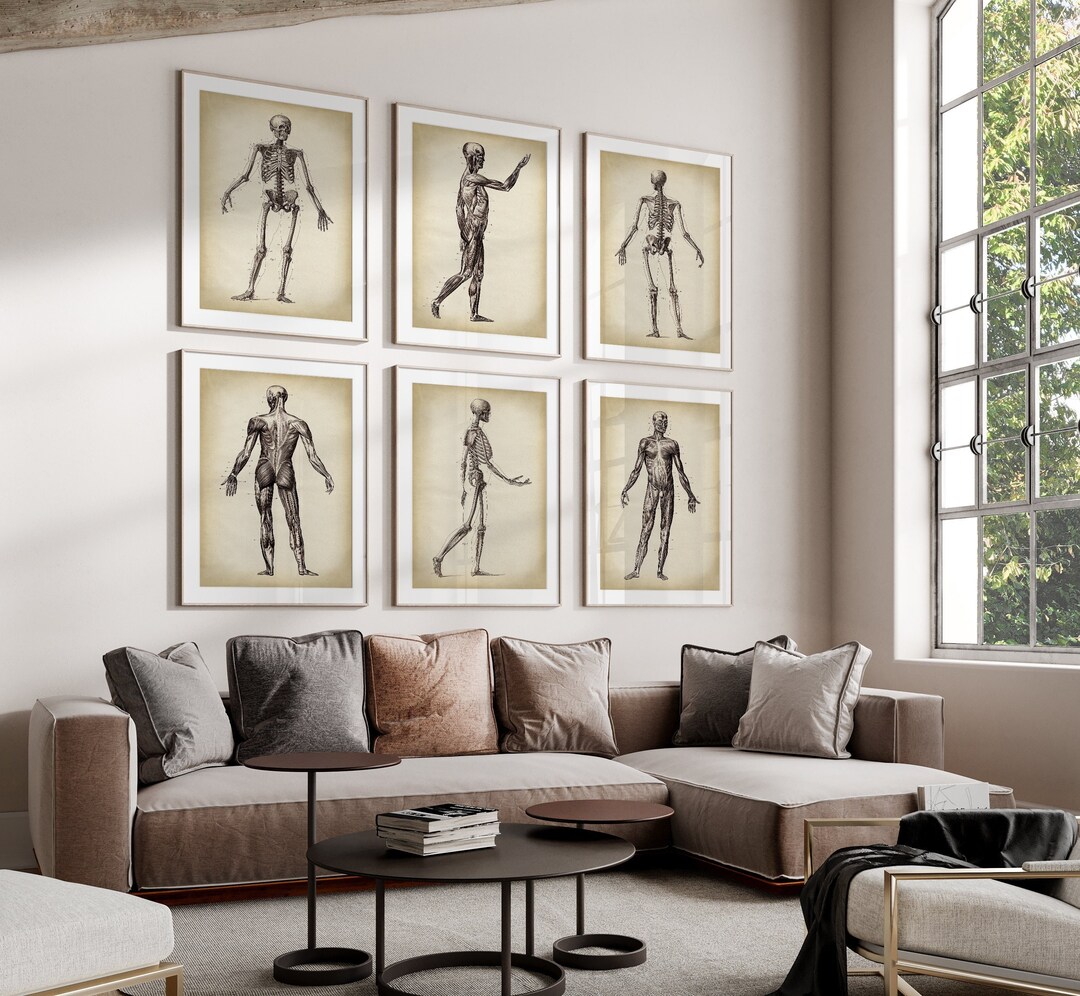 Anatomy Art Print Set: Vintage Skeleton & Muscle Posters - Etsy