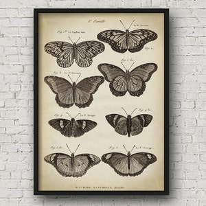 Antique Butterfly Print: 18th Century Scientific Study - Etsy