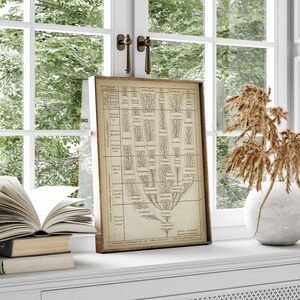 May include: A vintage botanical illustration of a tree with branches labeled in Latin. The illustration is framed in a brown wood frame and is displayed on a white shelf with a vase of dried flowers.