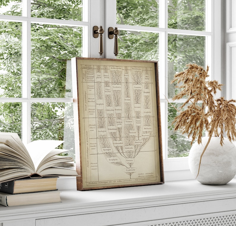 May include: A vintage botanical illustration of a tree with branches labeled in Latin. The illustration is framed in a brown wood frame and is displayed on a white shelf with a vase of dried flowers.