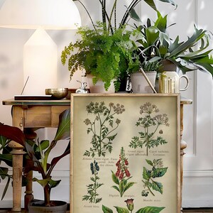 Vintage Botanical Print Set: Poisonous Plants & Forest Fruits image 2