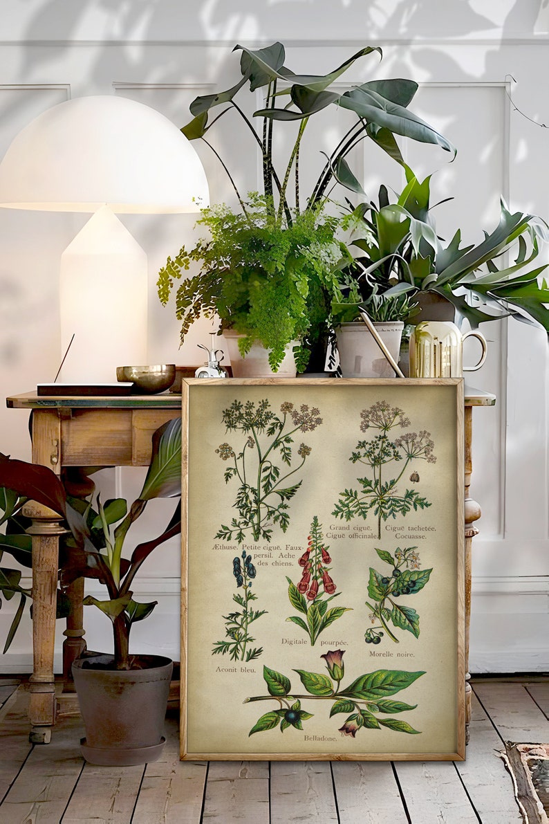 Vintage Botanical Print Set: Poisonous Plants & Forest Fruits image 2