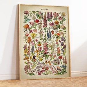 poster showing a large sort of different flower species over a clear vintage style background, there is the scientific name of the flowers. The print have a vintage scientific encyclopaedia style.