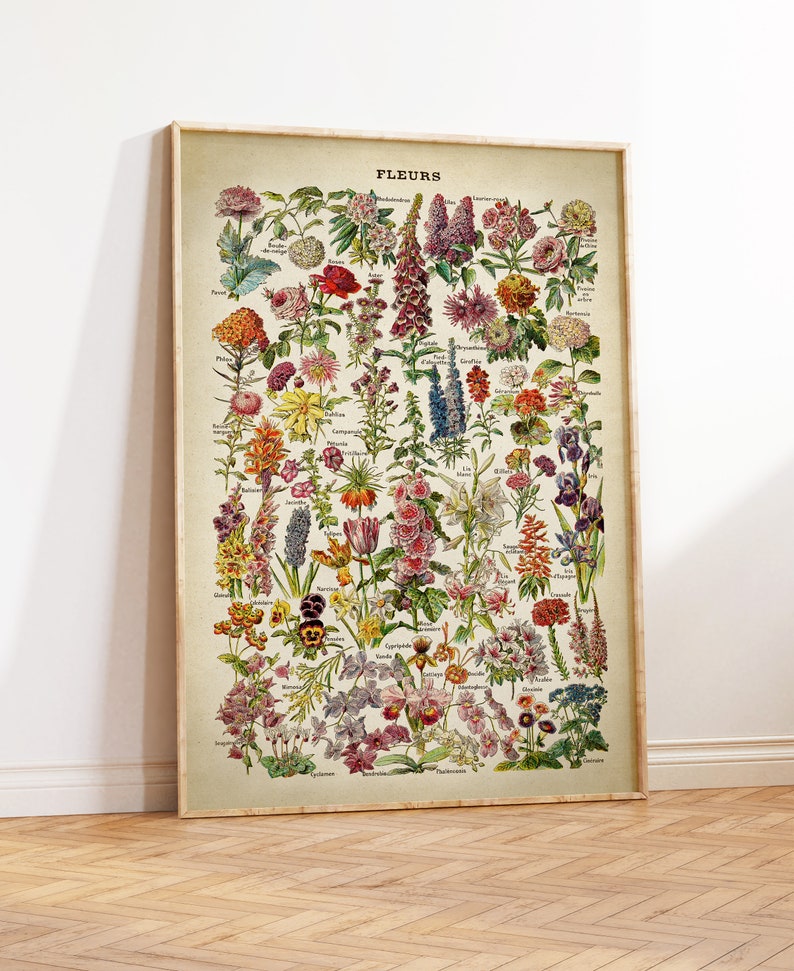 poster showing a large sort of different flower species over a clear vintage style background, there is the scientific name of the flowers. The print have a vintage scientific encyclopaedia style.