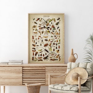INSECT Poster Insects Chart Print INSECTES Flies Beetles - Etsy