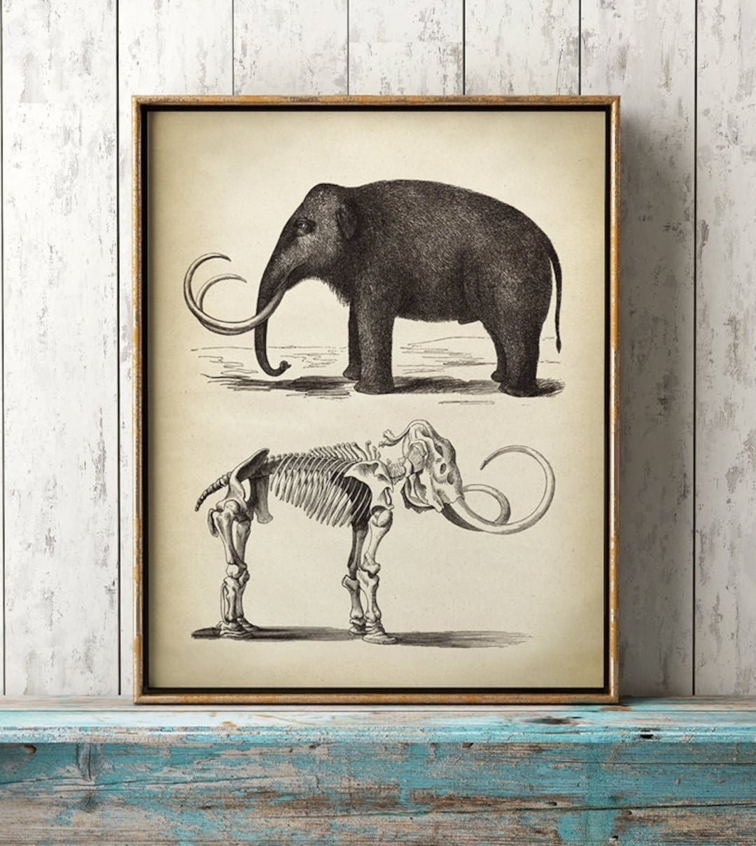Dessin De Mammouth Facile à Faire Impression squelette de mammouth décor imprimé fossile - Etsy Canada