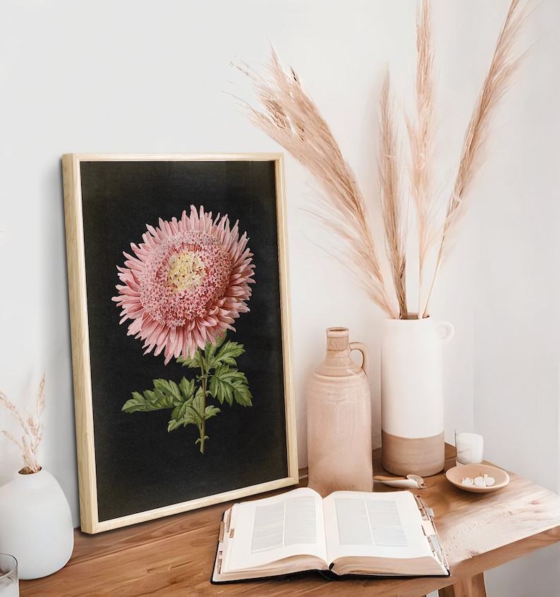 Botanical Poster, Pink Chrysanthemum Flower Print, vintage aesthetic, Black Background, Flower Poster, Kitchen decor Art Fast Track Shipping image 3