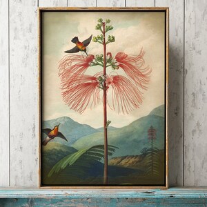 May include: A vintage botanical illustration of a red flowering plant with two hummingbirds in flight. The plant has a long, slender stem and delicate, feathery flowers. The background features a landscape with mountains and trees.