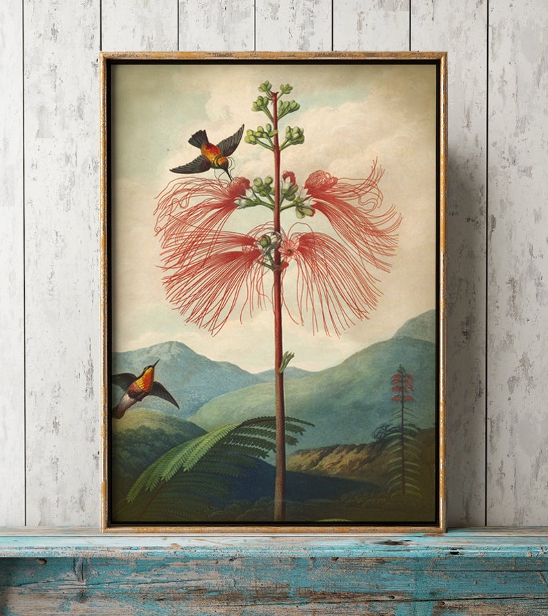 May include: A vintage botanical illustration of a red flowering plant with two hummingbirds in flight. The plant has a long, slender stem and delicate, feathery flowers. The background features a landscape with mountains and trees.