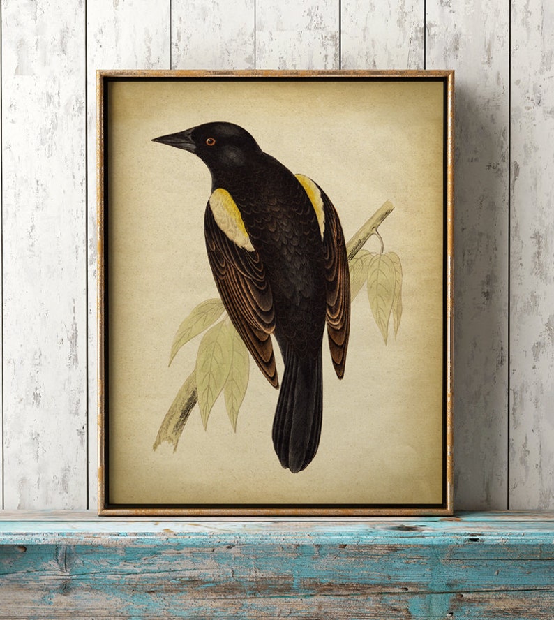 Lovely black bird print, bird poster, ornithology, songbird, bird illustration, bird wall decor, bird art Fast Track Shipping image 1