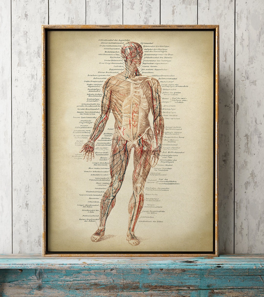1 pezzo Poster introduzione per anatomia di umano tela , HD senza cornice