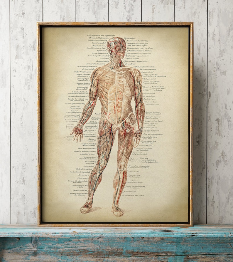 ANATOMY PRINT Anatomy Poster Muscles Print Human Body Etsy