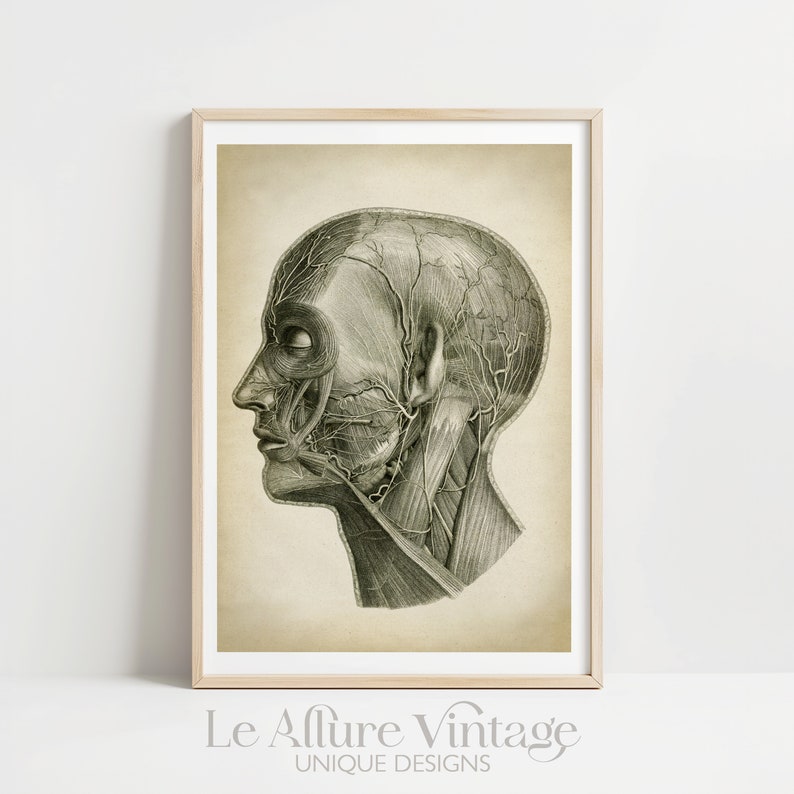 Head Anatomy Print, Vintage Anatomy Poster, Medical Wall Art, Doctor Gift, Anatomy Poster, Scientific Anatomy Print, Home Decor image 6