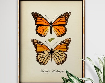 Butterfly print, Butterfly poster, Insects Print, Orange butterflies wall decor, scientific butterflies chart, vintage butterfly, Entomology