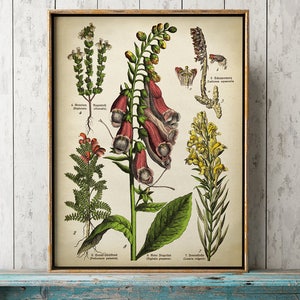 May include: A framed botanical print displaying detailed illustrations of several plant species, such as foxglove and other flowering plants. The artwork has a vintage style, with a beige background and a gold-coloured frame.
