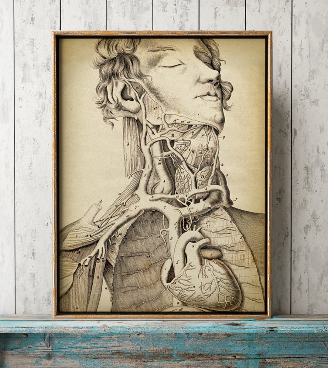 Anatomy Print, Anatomy Poster, Medical Print, Anatomical Drawing ... Biology Diagrams