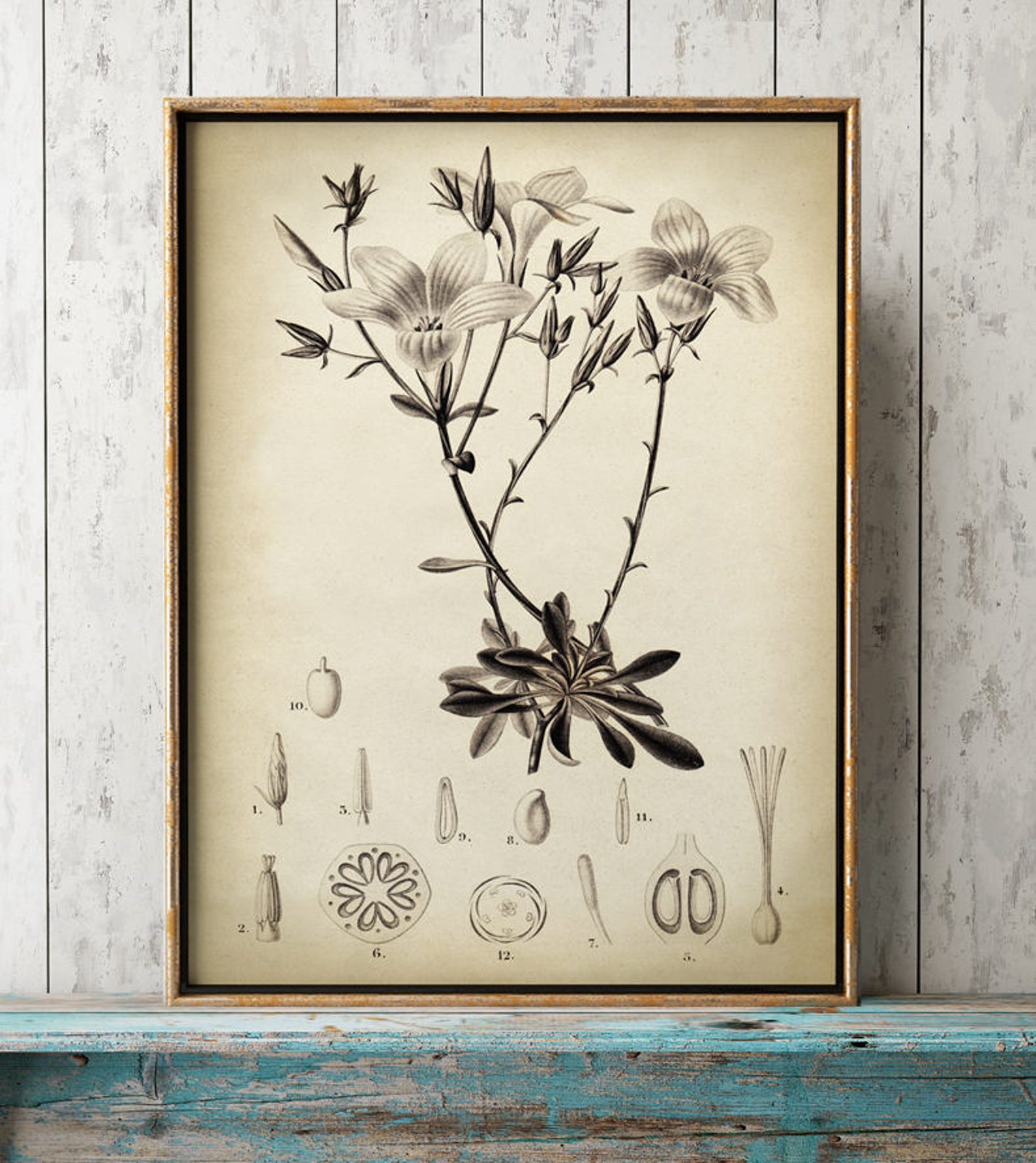 BOTANICAL Print Set of 3 Flower Print Set in Sepia Vintage Etsy