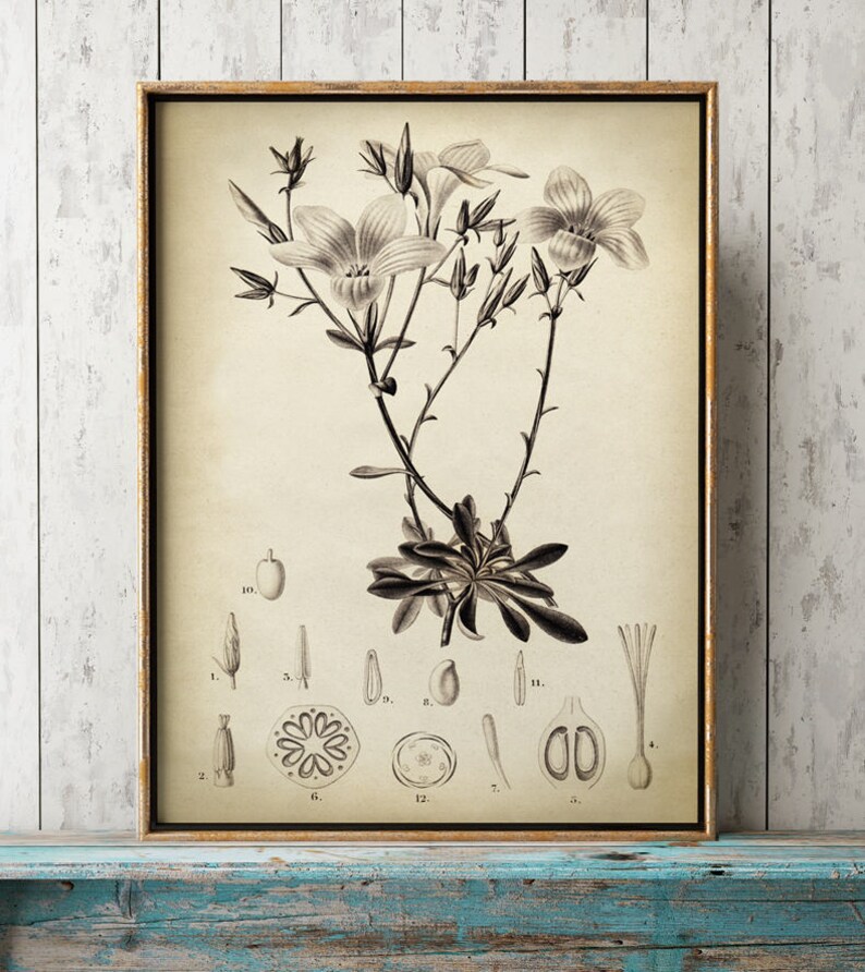 BOTANICAL Print Set of 3 Flower Print Set in Sepia Vintage Etsy