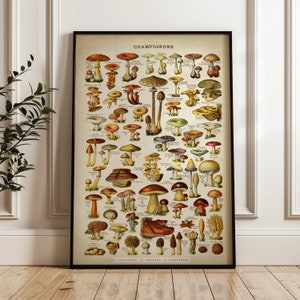 Paddenstoelenposter, Adolphe Millot-kunstprint, Larousse-poster, mycologie wetenschappelijke illustratie, botanische grafiek kunst aan de muur.  Verzonden kunst