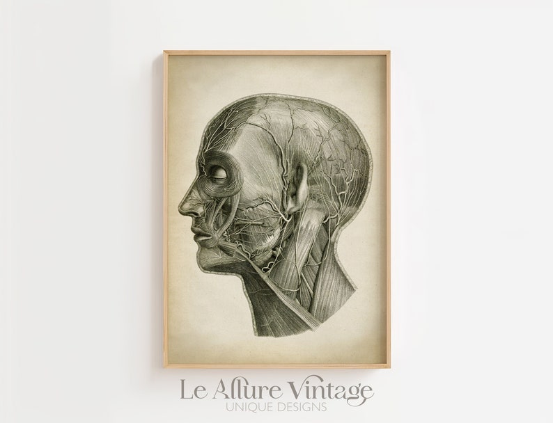 Head Anatomy Print, Vintage Anatomy Poster, Medical Wall Art, Doctor Gift, Anatomy Poster, Scientific Anatomy Print, Home Decor image 1