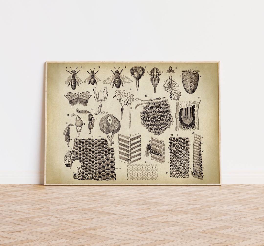 BEEKEEPING Poster, Beekeeper Chart Print, Apiculture Art Illustration ...