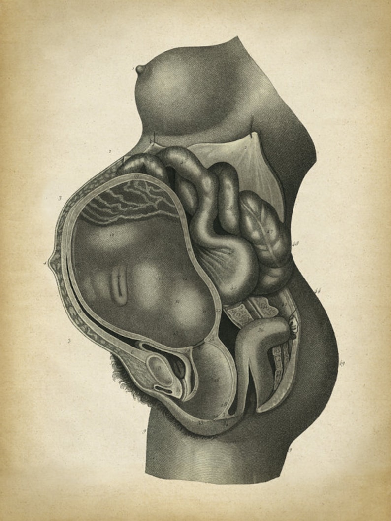 Pregnancy Anatomy Print, Fetus Vintage Anatomy Poster, Pregnant Medical Wall Art, Mom Anatomy Poster, Scientific Anatomy Print, image 2