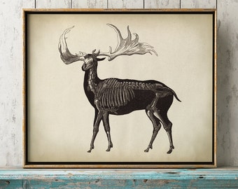 Antique Deer Skeleton Print: Animal Anatomy Poster