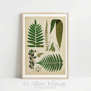 Póster de helecho, impresión artística de gráfico de helecho, impresiones botánicas, gráfico de pared botánico, estudio botánico, impresión enviada por correo